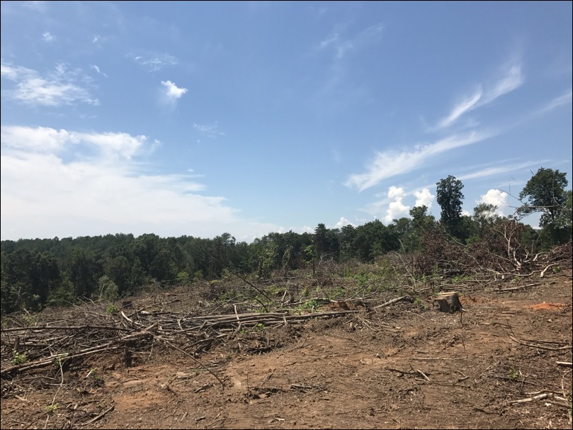 land clearing 2 at Meager